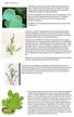 Botany Plant Evolution