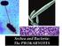 Archea and Bacteria- The PROKARYOTES