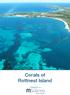 Corals of Rottnest Island