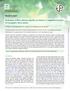Evaluation of four phloem-specific promoters in vegetative tissues of transgenic citrus plants