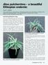 Aloe pulcherrima a beautiful Ethiopian endemic