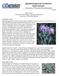 Spotted knapweed (Centaurea biebersteinnii) University of Wisconsin Weed-Factsheet