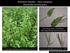 Arthraxon hispidus Hairy Jointgrass Potentially invasive grass