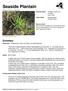 Seaside Plantain. Summary. Protection Threatened in New York State, not listed federally.