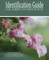 Prohibited Noxious & Noxious Weeds legislated under the Alberta Weed Control Act. Himalayan Balsam