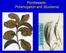 Pondweeds: Potamogeton and Stuckenia