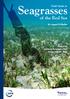 Seagrasses. of the Red Sea. Field Guide to. By Amgad El Shaffai. Edited by: Anthony Rouphael, PhD Ameer Abdulla, PhD