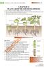 1 CHAPTER 15 PLANT GROWTH AND DEVELOPMENT   Fig: Germination and seedling development in bean