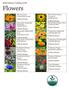 Flowers. Seed Library Catalog Black-Eyed Susan: Common Rudbeckia hirta. African Daisy Dimorphotheca sinuate