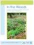 In the Weeds. A Guide for Maintaining Vegetation in Stormwater Treatment Systems in Rhode Island