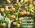 PISTACHIOS. Above photo courtesy of American Pistachio Growers Cover photo courtesy of Keenan Farms 1