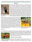 A Horticulture Information article from the Wisconsin Master Gardener website, posted 8 May Beetles