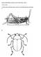 PARATAXONOMIST GUTPELA SAVE TEST PART 1 YOUR NAME:.. 1. Write names of all body parts you know for the following insect drawings: A