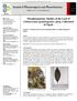 Morphoanatomy Studies of the Leaf of Citharexylum quadrangulare Jacq. Cultivated in Egypt