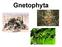 Gnetophyta - Taxonomy
