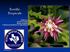 Terrific Tropicals. Rick-Rack plant (Cryptocereus anthonyanus) Ed Barrios Brazoria County Master Gardener Pictures by Ed Barrios & Kathy Walton