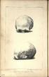 H.S.OF L & C. VOtJ HUMAN SKULL FROM V/ALLASEY POOL. Mnhire,M3«loiiald & Mac&regor.Uth.Liverpool.