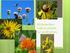 Midwestern native plants for pollinators