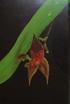 Lepanthes Sw. from. Four new species of. Costa Rica. Carlyle A. Luer MD & Johan Hermans. 5 cm