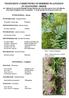 PTEROPSIDA - Ferns. PINOPSIDA - Conifers. POLYPODIACEAE - Polypody family. Polypodium vulgare agg. DENNSTAEDTIACEAE - Bracken family