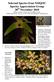 Bulbophyllum elisae. Sarcochilus hirticalcar