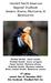 Hornbill North American Regional Studbook Genera: Aceros, Rhyticeros, & Berenicornis