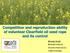 Competition and reproduction ability of volunteer Clearfield oil seed rape and its control