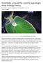 Scientists unravel the colorful sea slug's solar-energy theory