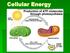 Cellular Energy. The cell will store energy in molecules like sugars and ATP