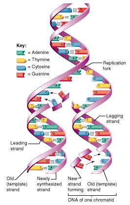 DNA Maybe the most exciting application to appear in recent years is to biology in the structure of DNA and proteins.