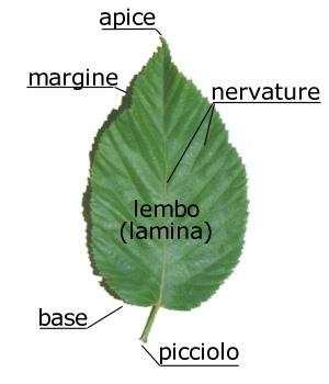 It is composed of: Leaf a leaf stalk called petiole; if it lacks leaf is sessile; the expanded part called