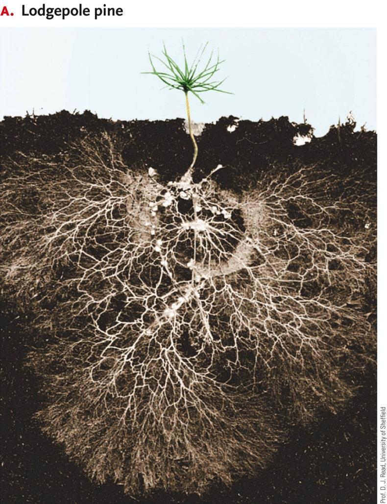Fungal Associations Mycorrhiza (plur.