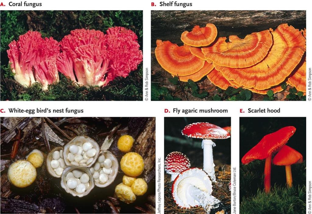 Ph. Basidiomycota (Club Fungi) Sexual