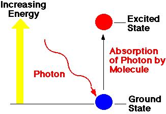 In a chloroplast, excited electrons are passed from molecule to molecule until it reaches the REACTION CENTER (the