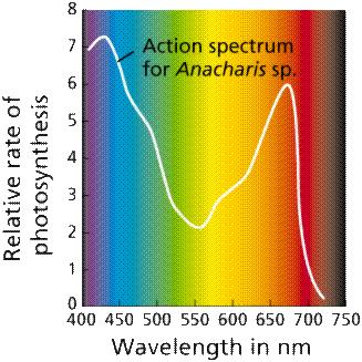 PROPERTIES OF LIGHT: form of electromagnetic energy (radiation) light behaves like a wave; Wavelength