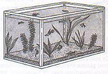 11. All of the organisms that live in a pond make up a. a habitat. b. a community. c. the environment. d. an ecosystem.