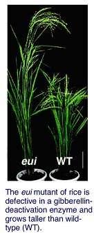 The eui mutant of rice is deficient in a gibberellin