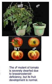 The dx mutant of tomato is severely dwarfed due to