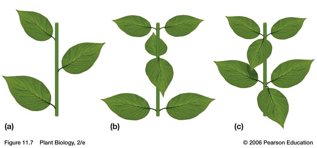 leaf Venation Arrangement of veins in a leaf