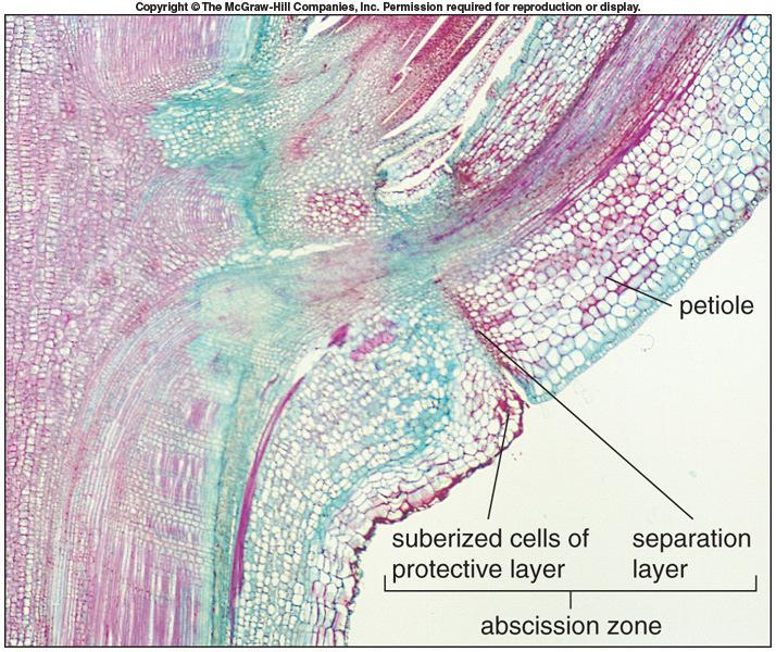 Abscission Seasonal leaf drop Process by which leaves are shed Occurs as a result of changes in abscission zone near base of petiole Protective layer o