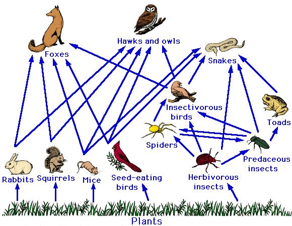 Use the food web above to answer the following questions. What are producers? List examples from the food web. What are herbivores? List examples from the food web. What are carnivores?