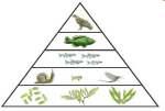 Explain what happens to the number and kind of organisms as you go up the pyramid? How much energy is passed up in each level? The remaining energy is lost as What is primary succession.