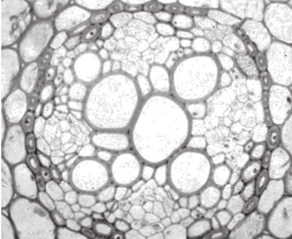 (c) 14 The diagram below shows a transverse section of a buttercup (Ranunculus sp.) root as seen under high power with a light microscope.