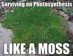 PHOTOSYNTHESIS: A BRIEF STORY!!!!! This is one of the most important biochemical processes in plants and is amongst the most expensive biochemical processes in plant in terms of investment.