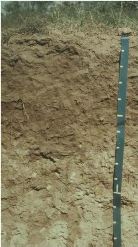 Soils from very arid environments support limited plant growth.