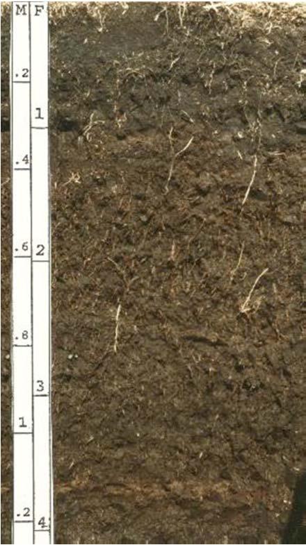 Wet boggy areas tend to have organic matter dominated soils. Wet conditions favor plant growth and thus greater organic matter production. Water logged soils quickly become very reducing. Why?