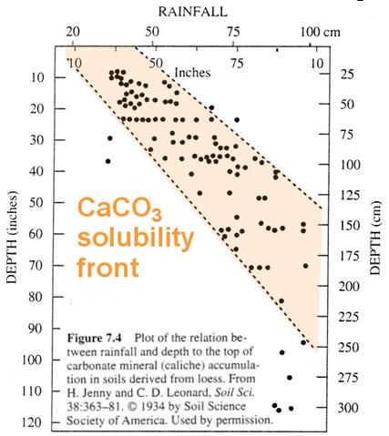 Caliche (CaCO 3 ) is a precipitate mineral that forms near the base of the B-zone of many soils. The amount of caliche present depends in part on how much Ca there is initially in the bedrock.