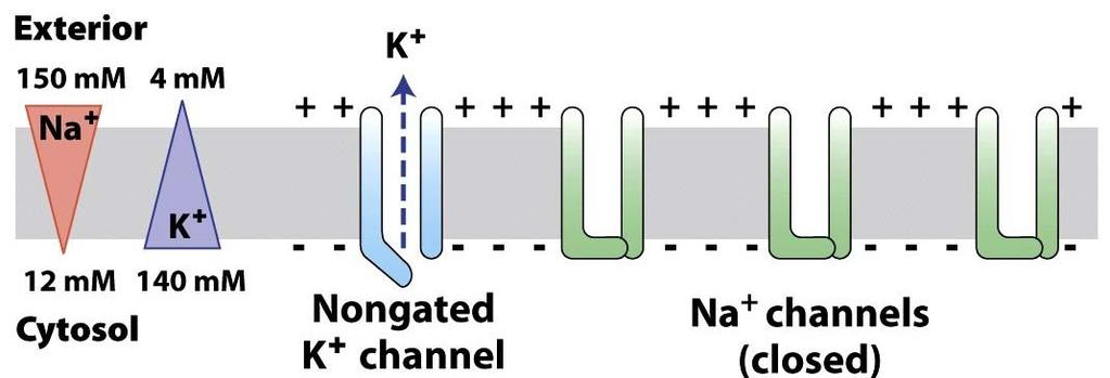 Nerve cell equivalent circuit Neurons have ion channels (K,Na, and Cl ) that pump current into and out of cell (it is polarized).