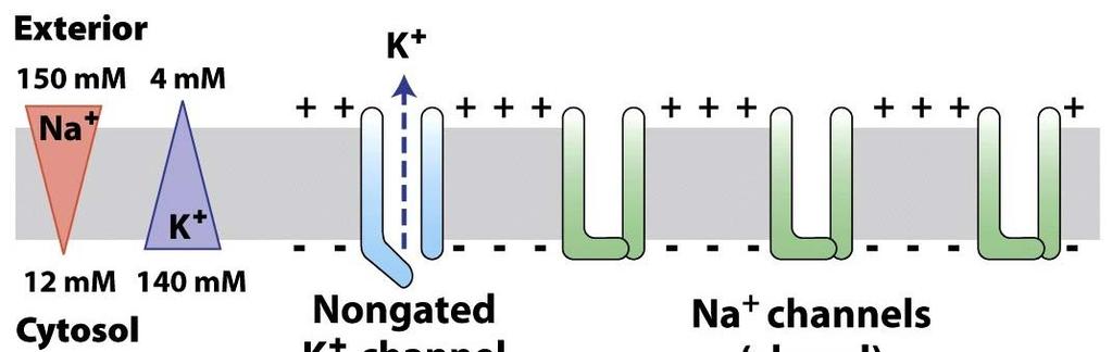 When stimulated, the cell s voltage increases