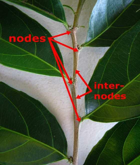 Parts of the stem Slide 28 / 86 Stems are composed of nodes, where leaves, flowers, and other stems